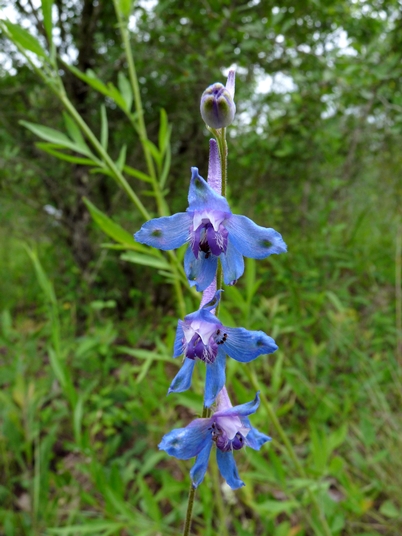 {Delphinium carolinianum ssp. carolinianum}